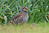 Red-legged Partridge